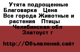 Утята подрощенные Благоварка › Цена ­ 100 - Все города Животные и растения » Птицы   . Челябинская обл.,Златоуст г.